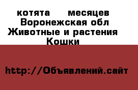 котята 1,5 месяцев - Воронежская обл. Животные и растения » Кошки   